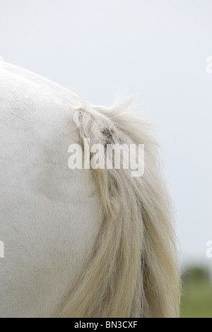 cavallo Foto Stock