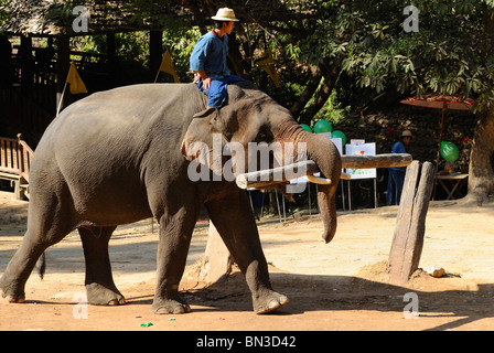 Elephant portante un tronco di legno al Maesa camp, Chiang Mai, Thailandia, Sud-est asiatico Foto Stock