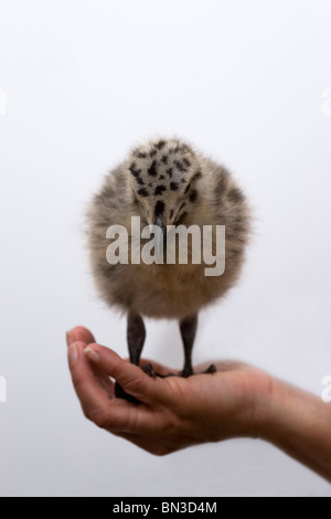 Larus occidentalis baby seagull in piedi in un womans mani Foto Stock