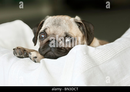 Cucciolo, Pug, giacente sul cuscino Foto Stock