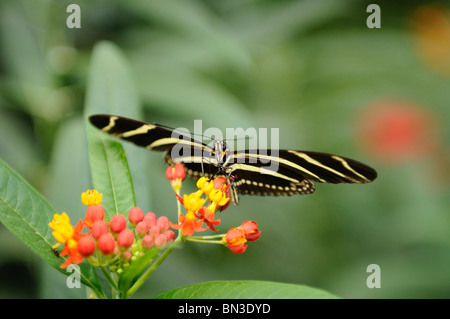 Zebra Longwing (Heliconius charithonia) seduti su un fiore, close-up Foto Stock