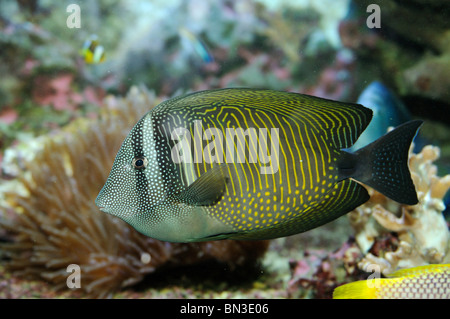 Mar Rosso sailfin tang (Zebrasoma desjardinii), vista laterale Foto Stock