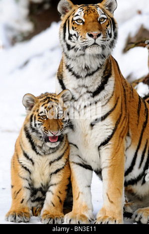 Tigre Siberiana (Panthera tigris altaica) e cub seduta nella neve, Baviera, Germania Foto Stock