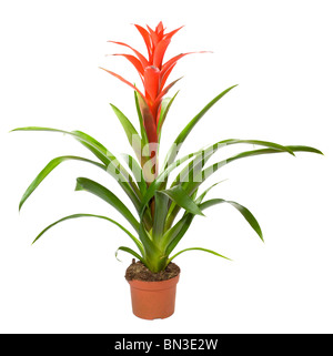 Bromeliad pianta in vaso di fiori isolati su sfondo bianco . Due colpi stitch immagine. Foto Stock