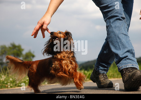 Con i capelli lunghi Bassotto a pelo lungo cane salsiccia, cane domestico (Canis lupus f. familiaris), donna a camminare su una strada mentre stretch Foto Stock