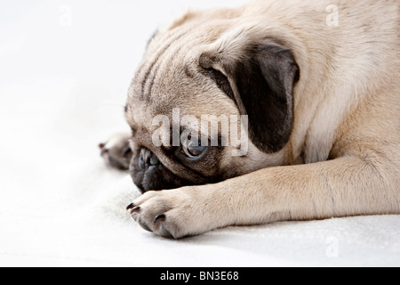 Pug cucciolo, ritratto Foto Stock