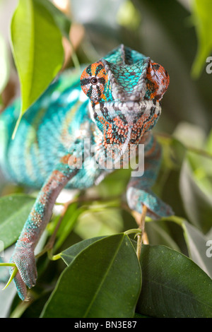 Furcifer Pardalis seduti su un ficus benjamini Foto Stock