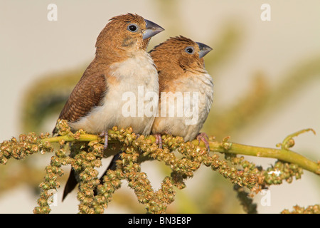 Due Paesi africani Silverbills (Lonchura cantans) seduto su un ramoscello Foto Stock