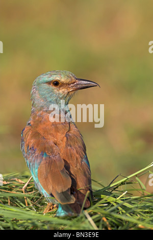 Rullo europea (Coracias garrulus) seduto su erba, vista posteriore Foto Stock