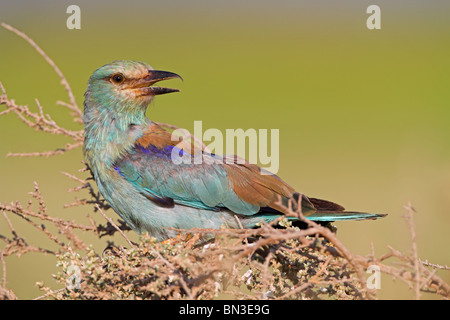 Rullo europea (Coracias garrulus) seduto su un arbusto, vista laterale Foto Stock