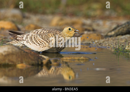 Di castagno Sandgrouse panciuto (Pterocles exustus) in piedi in acqua, vista laterale Foto Stock