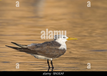 Maggiore Crested Tern (sterna bergii) in piedi in acqua bassa, vista laterale Foto Stock