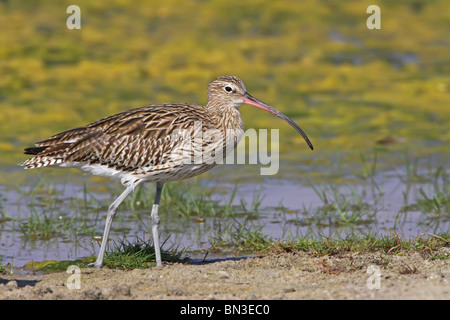 Eurasian Curlew (Numenius arquata) in piedi sul lungomare, vista laterale Foto Stock