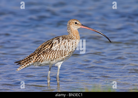 Eurasian Curlew (Numenius arquata) in piedi in acqua bassa, vista laterale Foto Stock