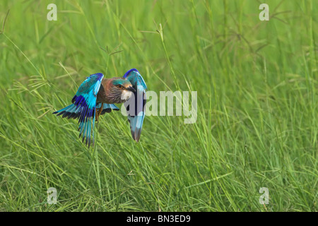 Rullo indiano (Coracias benghalensis) volare sopra l'erba Foto Stock