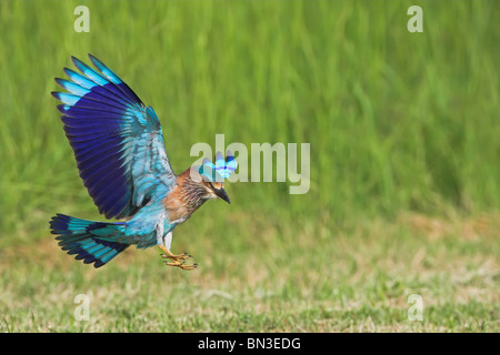 Rullo indiano (Coracias benghalensis) lo sbarco su erba, vista laterale Foto Stock