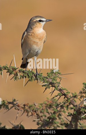 Isabelline culbianco (Oenanthe isabellina) appollaiate su un ramoscello Foto Stock