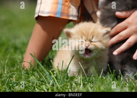 Il gatto domestico, casa gatto persiano (Felis silvestris f. catus), ragazzo seduto in un prato con un 4 settimane vecchio cucciolo Foto Stock