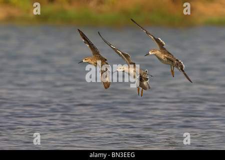 Tre Ruffs (Philomachus pugnax) in atterraggio sull'acqua, vista laterale Foto Stock