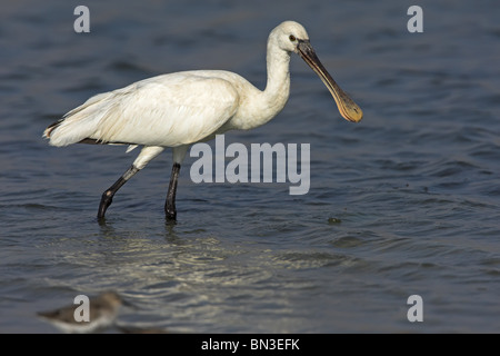 Eurasian Spatola (Platalea leucorodia) in piedi in acqua bassa, vista laterale Foto Stock