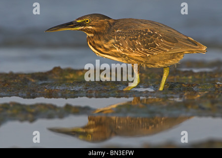 Sgarza ciuffetto (Ardeola ralloides) in piedi nel fango, vista laterale Foto Stock