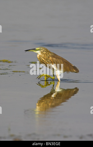 Sgarza ciuffetto (Ardeola ralloides) in acque poco profonde, vista laterale Foto Stock