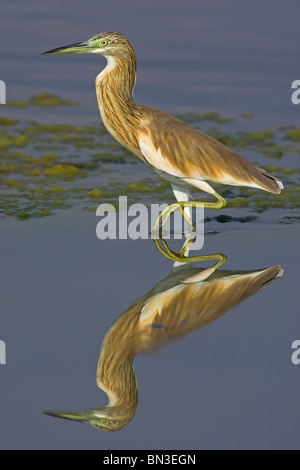 Sgarza ciuffetto (Ardeola ralloides) in acque poco profonde, vista laterale Foto Stock