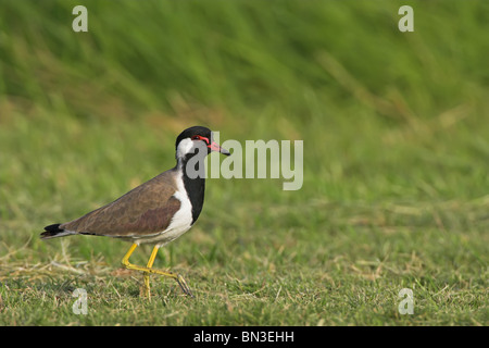 Rosso-wattled Pavoncella (Vanellus indicus) sull'erba, vista laterale Foto Stock