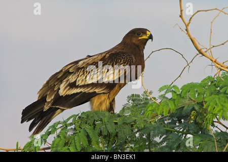 Maggiore Spotted Eagle (Aquila clanga) seduto su un ramo, vista laterale Foto Stock
