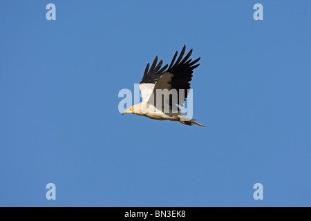 Avvoltoio Capovaccaio (Neophron percnopterus) battenti contro il cielo blu Foto Stock