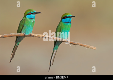 Poco verde i gruccioni (Merops orientalis) seduto su un ramoscello Foto Stock