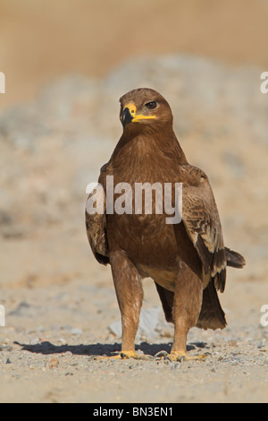 Steppa Eagle (Aquila nipalensis) Foto Stock