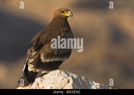 Steppa Eagle (Aquila nipalensis) seduto su di una pietra Foto Stock