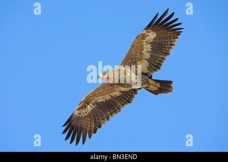 Steppa Eagle (Aquila nipalensis) battenti contro il cielo blu Foto Stock