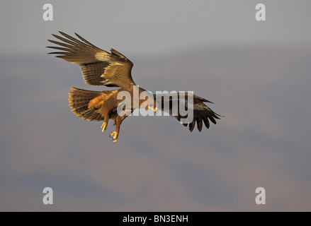 Steppa Eagle (Aquila nipalensis) battenti Foto Stock