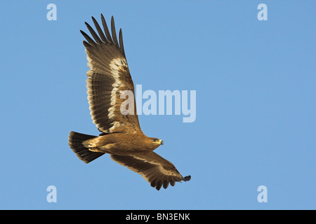 Steppa Eagle (Aquila nipalensis) battenti contro il cielo blu Foto Stock