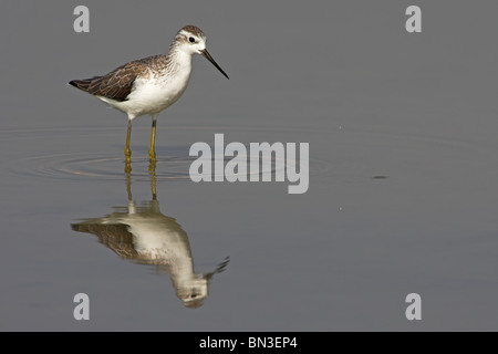 Marsh Sandpiper (Tringa stagnatilis) in piedi in acqua Foto Stock