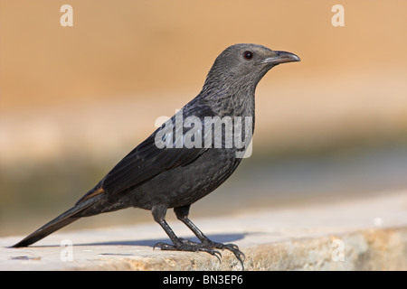 Tristram's Grackle (Onychognathus tristramii), vista laterale Foto Stock