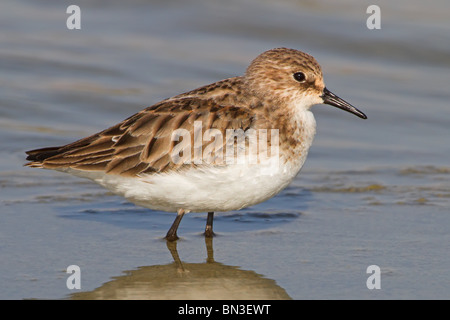 Little stint (Calidris minuta) in piedi in acqua, close-up Foto Stock