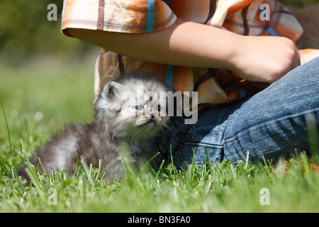 Il gatto domestico, casa gatto persiano (Felis silvestris f. catus), ragazzo seduto in un prato con un 4 settimane vecchio cucciolo Foto Stock