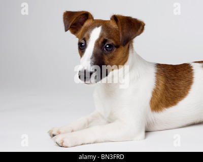 Jack Russel Terrier cucciolo disteso di fronte a uno sfondo bianco, ritratto Foto Stock