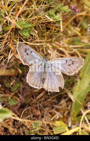 Grandi Blue Butterfly Glaucopsyche arion a Collard Hill nel Somerset estate 2010 Foto Stock