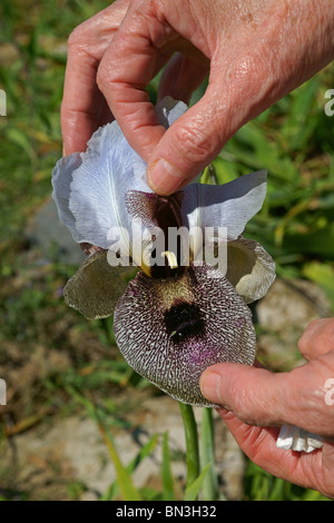 Israeliano Iris meridionale fiore Foto Stock