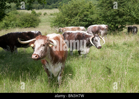 Longhorn il pascolo di bestiame Chingford pianura Foresta di Epping Essex GB UK Foto Stock