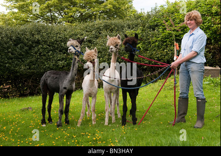 Donna con appena tagliata di Alpaca Foto Stock