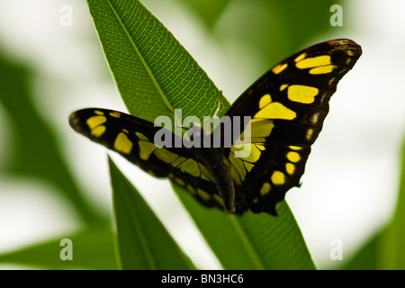 Golders Hill Park , butterfly Papilio Thoas o a coda di rondine di agrumi , nativi delle Americhe , crogiolarsi sulla lamina Foto Stock