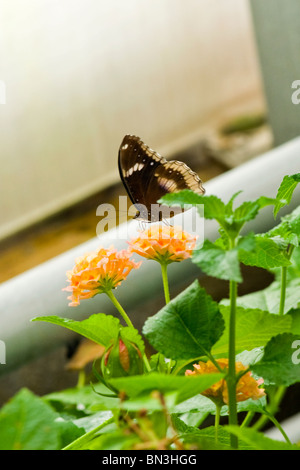 Golders Hill Park , butterfly Papilio Polytes o comuni o mormone , forma femminile stichius , nativi Asia , crogiolarsi in fiore Foto Stock