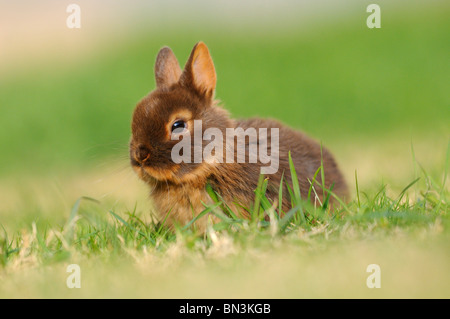 Netherland Dwarf seduto in erba Foto Stock