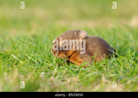 Netherland Dwarf seduto sull'erba, vista laterale Foto Stock