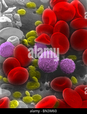 Colorizzato micrografia al microscopio elettronico a scansione di cellule del sangue umano Foto Stock